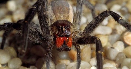 Spider Crawling over a House Wall: Showcasing a 6 Foot Spider Crawling