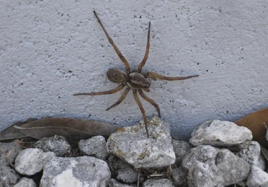 Spider Crawling over a House Wall: Showcasing a 6 Foot Spider Crawling