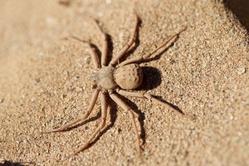 Spider Crawling over a House Wall: Showcasing a 6 Foot Spider Crawling