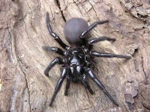 Spider Crawling over a House Wall: Showcasing a 6 Foot Spider Crawling