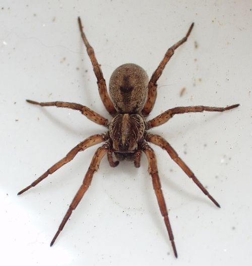 Spider Crawling over a House Wall: Showcasing a 6 Foot Spider Crawling