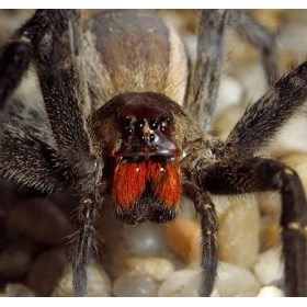 Spider Crawling over a House Wall: Showcasing a 6 Foot Spider Crawling